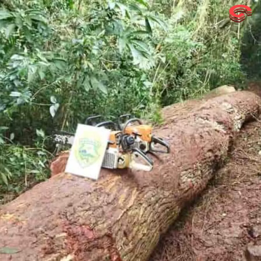 Ariranha do Ivaí Polícia Ambiental flagra corte ilegal de árvores nativas