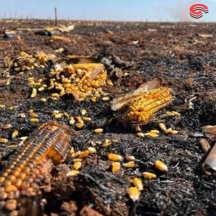 INCÊNDIO DESTRÓI 600 SACAS DE MILHO E COBERTURA DO SOLO EM MT