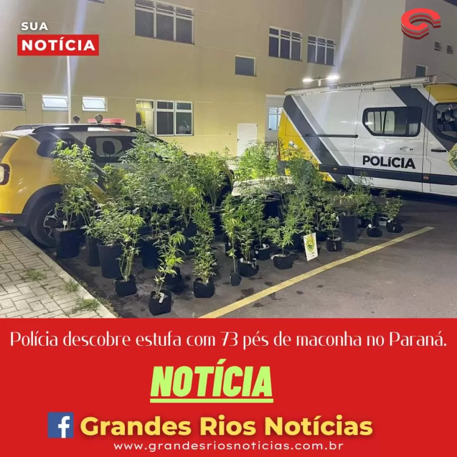 Polícia Militar descobre estufa com 73 pés de maconha e prende traficante no Paraná